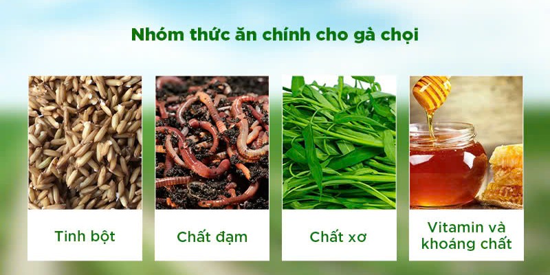 Chế độ ăn hợp lý sẽ giúp gà có một cơ thể khỏe mạnh