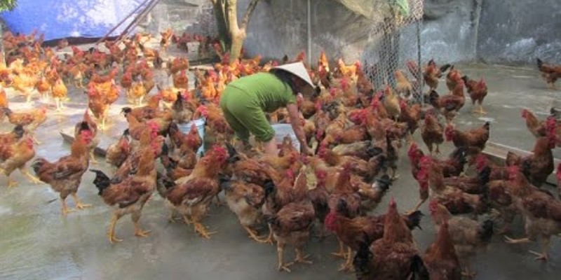 Kinh nghiệm nuôi gà Mã Lai chuẩn nhất
