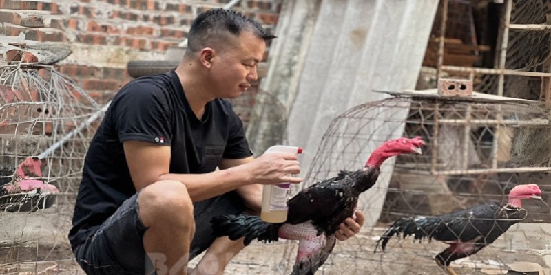 Những cách vần gà chọi hiệu quả cho các kê thủ