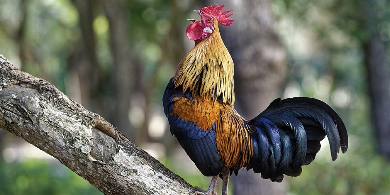 Vần gà bằng lồng kích thích khả năng săn mồi